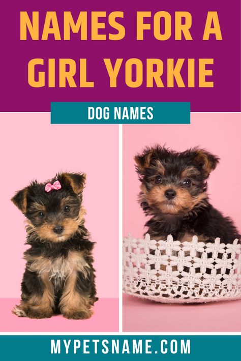 Depending on whether your girl is more of a princess type or a happy-go-lucky ray of sunshine, you could pick a name based on their dominant trait. Find a multitude of options in our list here.  #yorkienames #girlyorkienames #yorkshireterriernames Yorkie Names Girl, Cute Dog Names Female, Names Female Unique, Puppy Names Female, Yorkie Puppy Girl, Yorkie Teacup Puppies, Dog Names Female, Puppy Girl Names, Girl Pet Names