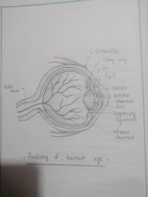 Structure Of Eye Notes, Eye Diagram Anatomy, Physiology Art, Human Eye Diagram, Eye Diagram, Medical Terminology Study, Biology Diagrams, Anatomy Notes, Heart Diagram