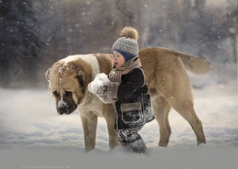 https://www.flickr.com/photos/75571860@N06/30961418005/ Georgian Shepherd, Alabai Dog, Photos With Dog, Dog Winter, Shepherd Dogs, Dogs And Kids, Mountain Dog, Jolie Photo, Mountain Dogs