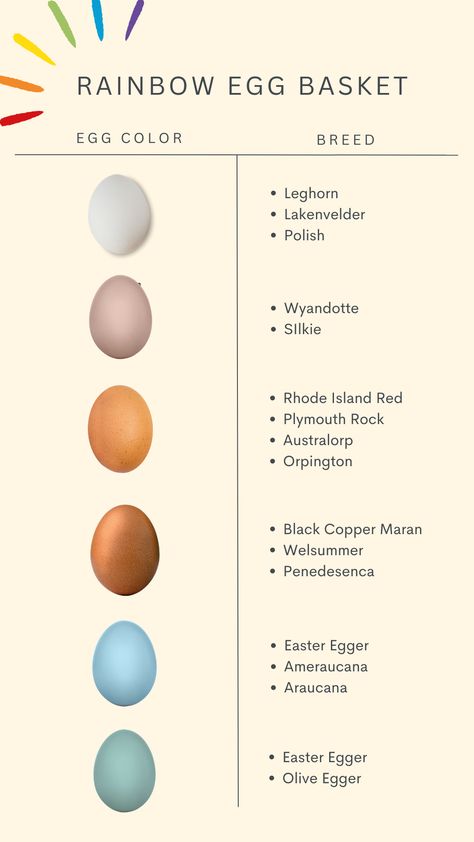 Chicken Breeds for a Rainbow Egg Basket Chickens Egg Color Chart, Chicken Egg Laying Chart, Chicken Egg Chart, Colored Egg Layers Chicken Breeds, Egg Yolk Color Chart, Rainbow Chicken Eggs, Rainbow Egg Layers, Best Egg Layers Chicken Breeds, Chickens And Egg Colors