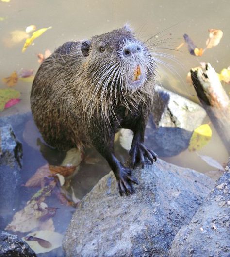 Nutria or Coypu Nutria Rat, River Rat, Beard Kit, Perfect Beard, Invasive Species, Animal Facts, Hamsters, Rodents, Hair And Beard Styles