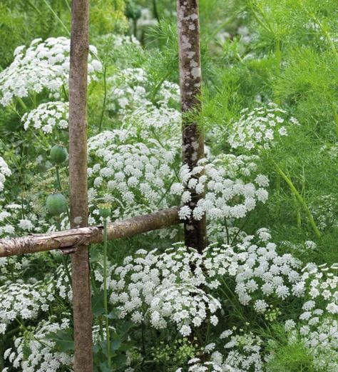 Ammi Majus, Flower Seedlings, Flowers Growing, Daucus Carota, Cow Parsley, Moon Garden, Queen Annes Lace, White Gardens, Flower Ideas