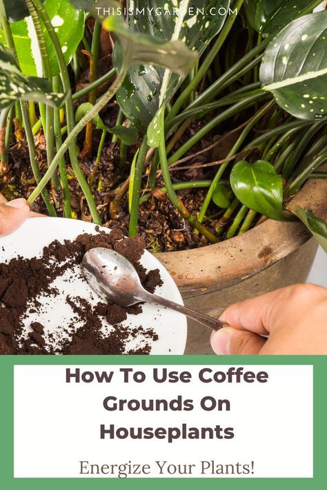 Keep those used coffee grounds from your morning (or afternoon!) brews and put them to good use for your indoor houseplants! The spend grounds provide a little nutrition for your indoor plants that they otherwise might be missing out on! But be sure to check out this article because we talk about the right way to use the grounds! Old Coffee Grounds, Coffee Grounds For Plants, Leftover Coffee, Used Coffee Grounds, Mint Plants, Uses For Coffee Grounds, Coffee Grinds, Net Zero, Inside Plants