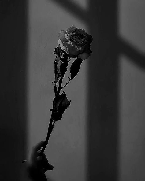 Photo Noir, Art Noir, Rose Noir, Aesthetic Black, Aesthetic Colors, Free Instagram, Black N White, Black Ceramic, Black Wallpaper