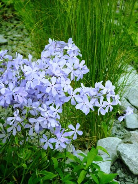 Spring Perennials, Shade Loving Shrubs, Woodland Gardens, Shade Tolerant Plants, Shade Garden Plants, Hgtv Garden, Atlanta Botanical Garden, Shade Flowers, Garden Shrubs