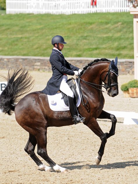 Dressage horse riding,,cantor pirouette Classical Dressage, Auradon Prep, Horse Poses, Horse Dance, Equestrian Dressage, Dressage Training, Eventing Horses, Horse Inspiration, Horse Dressage