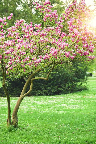 Cherry Blossom Tree Landscape, Japanese Flowering Cherry Tree, Cherry Blossom Garden Japan, Autumn Cherry Tree, Dream Garden Backyards, River Rock Garden, Front Lawn Landscaping, Japan Pink Trees, Fall Garden Vegetables