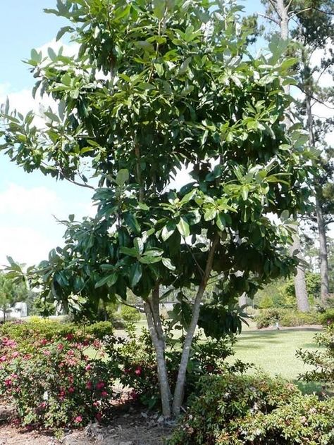 Sweet Bay Magnolia, Magnolia Tree Landscaping, Evergreen Magnolia, Bay Laurel Tree, Laurel Tree, Magnolia Tree, Crape Myrtle, Magnolia Trees, Shade Trees