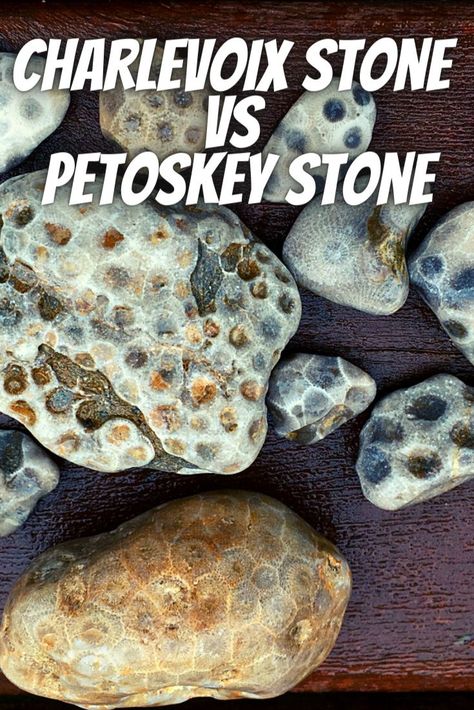 So what is the difference between a Petoskey Stone and a Charlevoix Stone? Here are the similarities and the differences between these two very similar, but different, fossils. Petosky Stone, Lake Michigan Stones, Michigan Rocks, Rock Identification, Rock Tumbling, Rock Collecting, Michigan Road Trip, Fossil Hunting, Rocks And Fossils