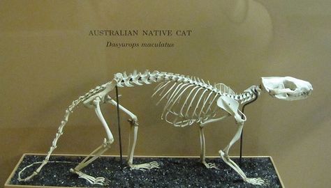 Australian Native Cat skeleton | Flickr - Photo Sharing! Panda Skeleton, Cat Skeleton, Animal Study, Australian Native, Red Panda, Animals Of The World, Life Drawing, Learn To Draw, Drawing Inspiration