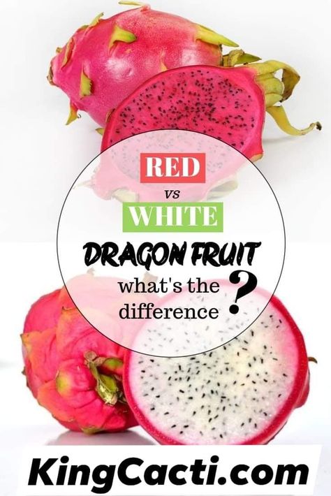 Which color Dragon Fruit do you prefer? What's the difference between Red & White Dragon Fruit. Let me tell you. 1. Color Red heart dragon fruit flesh red, white heart dragon fruit is white, this is the most significant difference. 2. Sweetness Because of the different colors, another important difference is made: the sugar is different. Red Dragon Fruit Benefits, How To Peel Dragon Fruit, White Dragon Fruit Recipes, Dragon Fruit Tea Recipe, Dragon Fruit Jam Recipe, White Dragon Fruit, Dragon Fruit Varieties, Dragonfruit Recipes, Como Plantar Pitaya