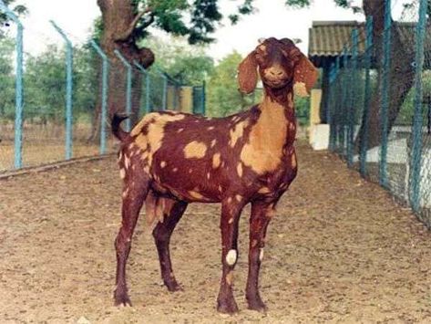 This is Sirohi Goat Indian Goat, Female Goat, Sheep Breeds, Average Body, Super Store, Milk Production, Green Thumb, Goats, Sheep