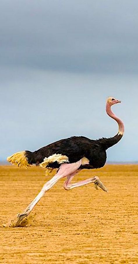 Ostrige Bird, Ostrich Aesthetic, Ostrich Wallpaper, Ostrich Drawing, Ostrich Egg Art, Ostrich Illustration, Ostrich Running, Running Animals, Animal Running