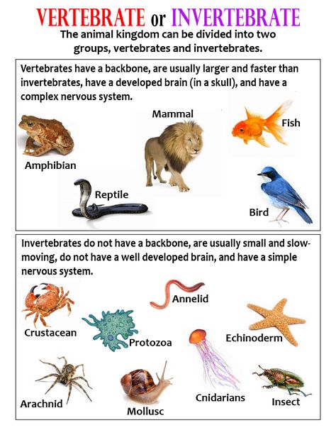 Vertebrate or Invertebrate ~ Anchor Chart * Jungle Academy Vertebrates And Invertebrates Anchor Chart, Vertebrates And Invertebrates Project, Vertebrates And Invertebrates Activities, Invertebrates Classification, Vertebrates And Invertebrates Worksheets, Vertebrate And Invertebrate Animals, Types Of Vertebrates, Invertebrates Animals, Kindergarten Science Worksheets