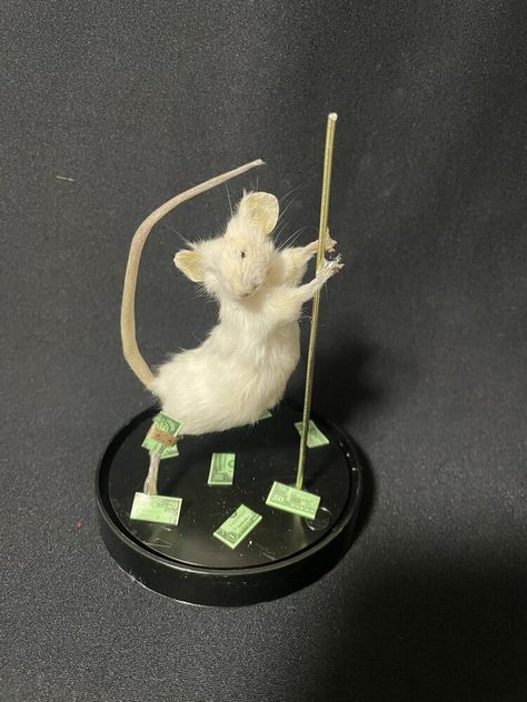 #ad Premium Taxidermy Mouse Stripper Mouse Oddities Curiosities Taxidermy Art, Sporting Goods Taxidermy Mouse, Taxidermy Art, Taxidermy, Top Seller, Fun Sports, Sports, Art