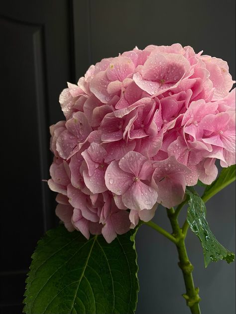 Pink Hydrangea Aesthetic, Pink Hydrangea Wallpaper, Hydrangea Photography, Hydrangea Aesthetic, Hydrangea Wallpaper, Hydrangea Pink, Flower Boquet, Pink Hydrangeas, Luxury Flower Bouquets