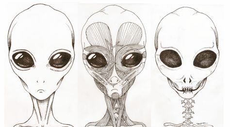 Alien anatomy 1 by RodolfoRamirez on DeviantArt Alien Anatomy, Space Sketches, Types Of Aliens, Alien Halloween, Ufo Art, Grey Alien, Alien Aesthetic, Alien Concept, Graffiti Style Art