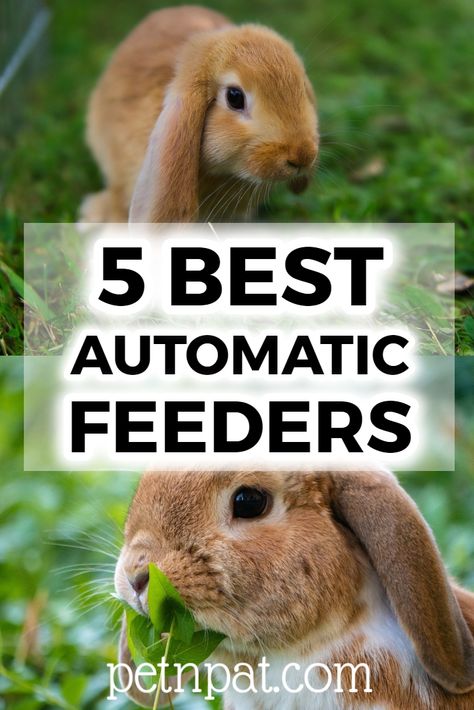 5 Best Automatic Rabbit Feeders And Why You Need One #rabbit #bunny #pets #animals Bunny Supplies Organization, Large Hutch, Bunny Pets, Diy Hutch, Bunny Supplies, Rabbit Feeder, Outdoor Rabbit, Outdoor Rabbit Hutch, Winter Rabbit