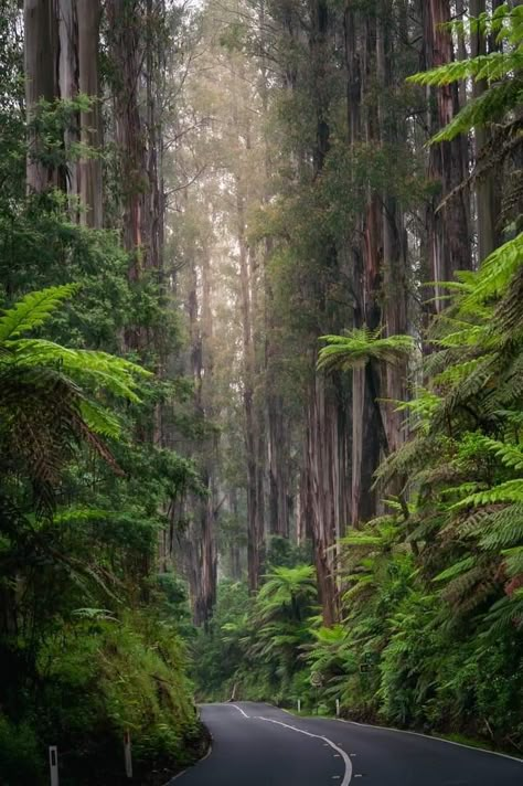 Tall Eucalyptus forest  Yarra Ranges, Australia Rain Forest Australia, Eucalyptus Australia, Australian Forest, Australia Forest, Eucalyptus Forest, Path To Heaven, Australia Landscape, Australian Bush, Tall Trees