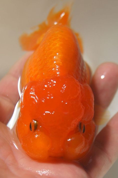 Chunky Goldfish, Puffy Goldfish, Chubby Goldfish, Pretty Goldfish, Weird Looking Animals, Gummy Fish, Oranda Goldfish, Aquarium Pictures, Giant Fish