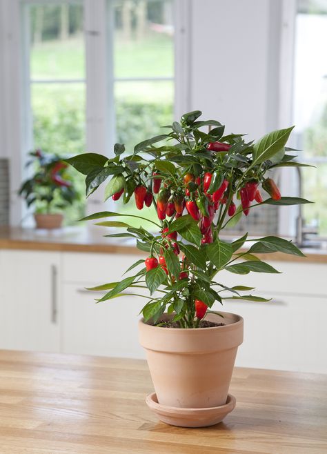 Salsa Garden, Chilli Plant, Small Vegetable Gardens, Backyard Garden Layout, Balcony Plants, Growing Plants Indoors, Container Gardening Vegetables, Veg Garden, Vegetable Garden Design