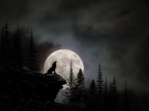 Moon, Moon on the sky…….Watch Me Die Ix Chel, Wolf And Moon Tattoo, Hunting Tattoos, Werewolf Aesthetic, Wolf Silhouette, Wolf Images, Warriors Wallpaper, Wolf Artwork, Wolf Painting