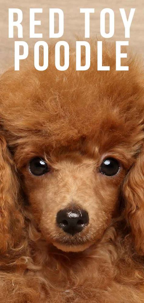 red toy poodle Red Toy Poodle Puppy, Toy Poodle Puppy Cut, Red Toy Poodle, Toy Poodle Haircut, Tiny Toy Poodle, Toy Poodle Puppy, Parti Poodle, Poodle Haircut, Mini Poodle