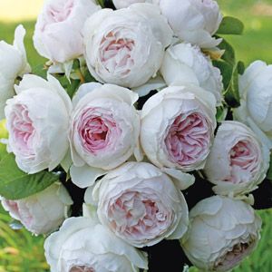 Parfuma Rose Earth Angel Earth Angel Rose, Thornless Roses, Bed Of Flowers, Herbal Garden, Floribunda Roses, Floribunda Rose, Rose Dark, Fragrant Garden, Rose Seeds