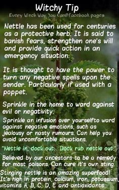 Nettle Book Witch, Every Witch Way, Nettle Leaf, Magickal Herbs, Witch Herbs, Witch Tips, Stinging Nettle, Magic Herbs, Witchy Tips