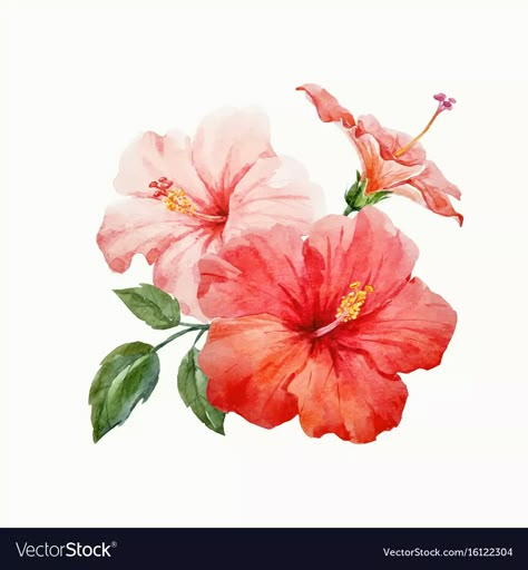 Watercolor tropical hibiscus flower vector image Hibiscus Flower Illustration, Hibiscus Illustration, Hibiscus Water, Hibiscus Watercolor, Hibiscus Flower Drawing, Hibiscus Flower Print, Hibiscus Tattoo, Flower Tropical, Background Flowers