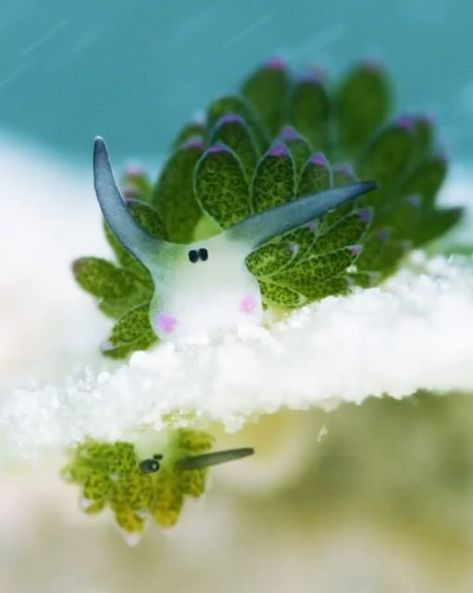 Sea on Instagram: "Say hello to the leaf sheep! 🍃 🐑 Have you ever encountered these extraordinary @sea slugs? The most interesting thing about them is that they get their energy from the sun through photosynthesis - just like plants! 🎥 @undersea_gameqmi" Leaf Sheep Sea Slug, Leaf Slug, Sea Sheep, Leaf Sheep, Energy From The Sun, Fav Animal, I Love The Ocean, Sea Slugs, Sea Slug