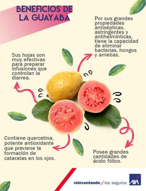 La #guayaba es una fruta de origen americano tropical, pero en 1526  los colonizadores españoles la #exportaron fuera del #continente, llegando a ser un #cultivo importante en la India y China. ¡Conoce los beneficios que te brinda  el consumirla! Food Matters, India, China, Fruit