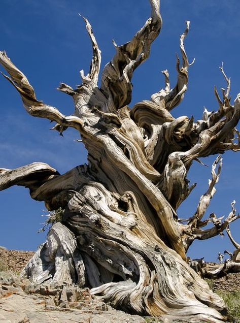 Trees Images, Famous Trees, Weird Trees, Ancient Trees, Tree Study, Twisted Tree, Dead Tree, Sacred Tree, Giant Tree