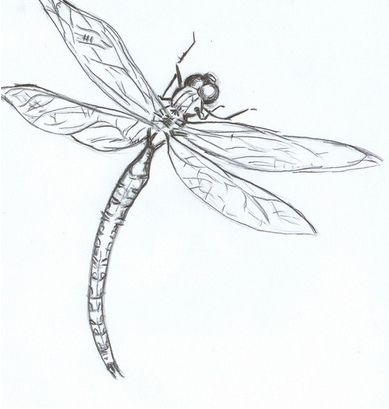 Dragonfly Drawing Black And White, Damselfly Drawing, Dragon Fly Outline, Dragon Fly Drawing, Dragonfly Drawings, Dragonfly Symbolism, Dragonfly Artwork, Dragonfly Drawing, Fly Drawing