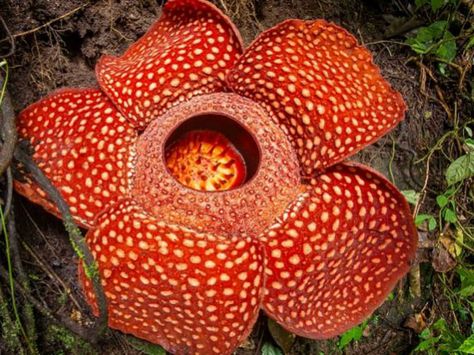 Rafflesia arnoldii (Corpse Flower) is a species of flowering plant noted for producing the largest individual flower on earth. The flower... Amorphophallus Titanum, Corpse Flower, Rainforest Plants, Weird Plants, Rainforest Animals, Rare Flowers, Tropical Rainforest, Plant Species, Big Flowers