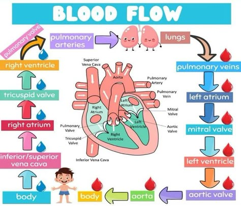 Heart Blood Flow Through The Heart, Emt Study, Nursing School Life, Paramedic School, Nursing School Essential, Nurse Study, Medical School Life, Nursing School Motivation, Basic Anatomy And Physiology