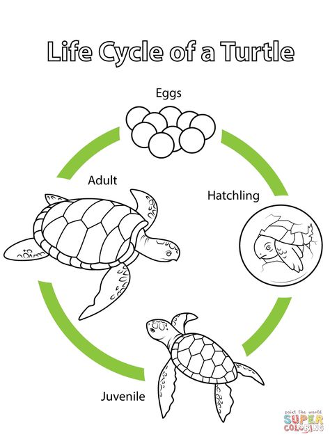 Life Cycle Of A Turtle, Life Cycle Worksheet, Sea Turtle Life Cycle, Life Cycles Preschool, Turtle Life Cycle, Turtle Activities, Turtle Coloring, Pond Animals, Turtle Theme