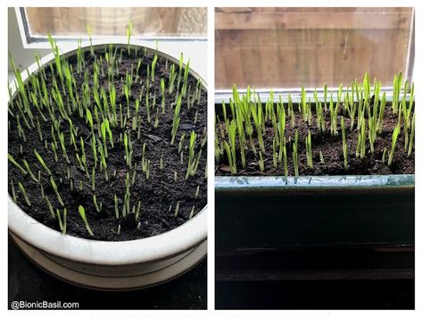 ©BionicBasil® Gardening with Cats - How to Grow Cat Grass Seed Starting Mix, Cat Grass, Health Living, Cat Garden, Indoor Cats, Pet Peeves, Cat Top, Diy Cat, Cat Health