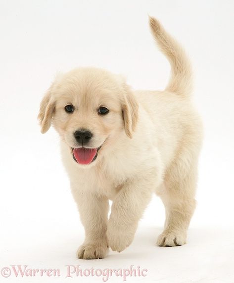 Photograph of Golden Retriever puppy running forward. Rights managed white background Dog image. Puppy Running, Pretty Puppies, Dog Golden Retriever, Yellow Lab Puppies, Luxury Dog Collars, Engraved Dog Collar, Dog Collar With Name, Cute Dog Collars, Dog Line