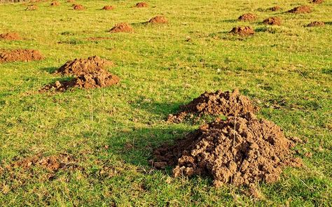 How to Get Rid of Moles and Gophers Getting Rid Of Gophers, Mole Holes, Baked Sweet Potatoes, Natural Repellent, Hardware Cloth, Underground Tunnels, Earthworms, Green Lawn, Rural Area