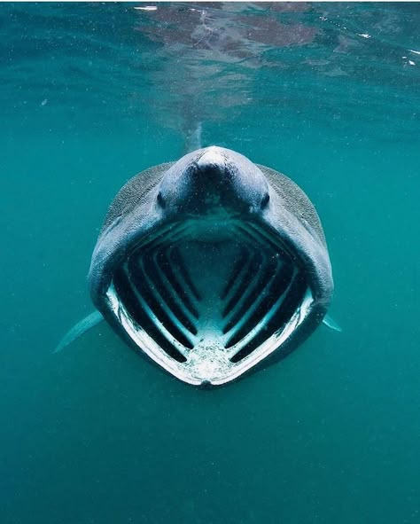 @watertoodle on Instagram: “_ Despite their large size, Basking Sharks, similarly to Whale Sharks and Megamouth Sharks, are filter feeders, relying on their arched…” Megamouth Shark, Basking Shark, Incredible Pictures, Dream Collage, Photoshoot Editorial, Shark Pictures, Shark Drawing, Shark Gifts, Shark Art