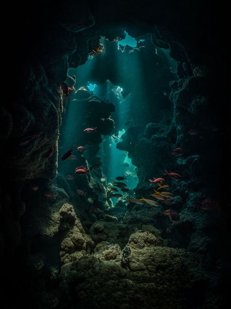 Underwater Caves, The Hidden World, International Photography Awards, Award Winning Photography, Photo Awards, Nature Tree, Photography Awards, Underwater World, Nature Images