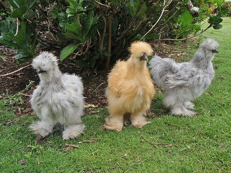 De meest cute kippen in de wereld denk ik... Most cute chicken in the world I think.. Silkie Bantam, Fluffy Chicken, Bantam Chickens, Silkie Chickens, Lambada, Chicken Breeds, Raising Chickens, Chickens Backyard, 귀여운 동물