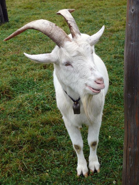 Billy goat. Old billy goat. animal on farm , #AD, #goat, #Billy, #billy, #farm, #animal #ad Billy Goats Gruff, Billy Goat, Goat Farm, Goat Farming, Architecture Photo, Animal Planet, Photo Design, Farm Animals, Goats