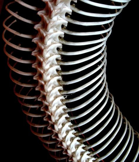 59 Stunningly Repetitive Photos Your Brain Will Love Home And Family Crafts, Snake Bones, Animal Skeletons, Skulls And Bones, Vulture Culture, Animal Pins, Animal Bones, Spinal Cord, Weird Pictures