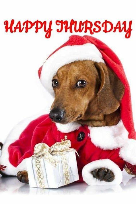 Puppies Dachshund, Christmas Pets, Christmas Dachshund, Dachshund Clothes, Dogs Stuff, Dachshund Puppy Miniature, Wiener Dogs, Dachshund Art, Weiners