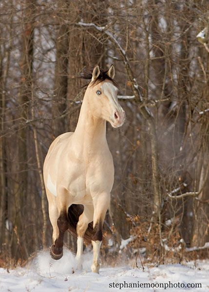 Cheval Pie, Buckskin Horse, Horse Boarding, Equine Photographer, Most Beautiful Horses, Beautiful Horse, All The Pretty Horses, Horse Crazy, Appaloosa