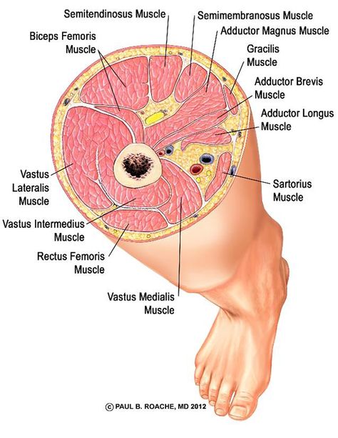 Yoga and Your Core, Part II | Jason Crandell Vinyasa Yoga Method Hip Anatomy, Sistem Saraf, Yoga Vinyasa, Basic Anatomy And Physiology, Yoga Anatomy, Medical Student Study, Human Body Anatomy, Medical School Motivation, Medicine Student