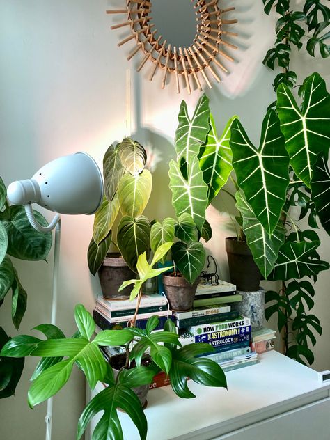 Cute Grow Light Setup, Plant Advice, How Plants Grow, Plant Kingdom, Light Setup, Green Apartment, Planting Plan, Plant Propagation, Low Light Plants