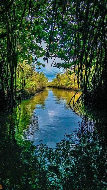 Sundarbans National Park - India Mangroves Art, Pichavaram Mangrove, Productive Era, Mangrove Tree, Manarola Italy, Forest Village, Pictures For Wallpaper, Conservation Of Natural Resources, Pisa Italy